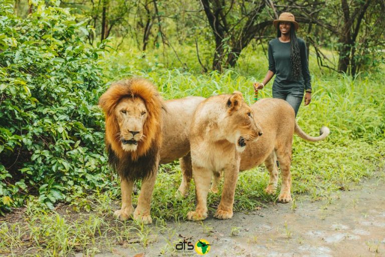 Kandé avec lions